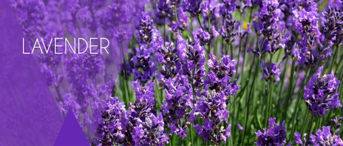 LAVENDER